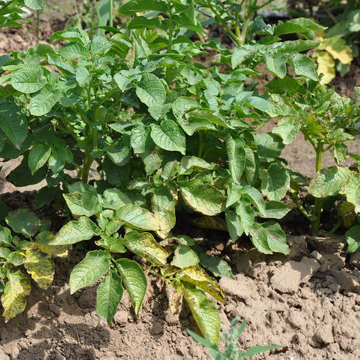 有机蔬菜 有机土豆 欧盟认证  10斤装 顺丰包邮 商品图4