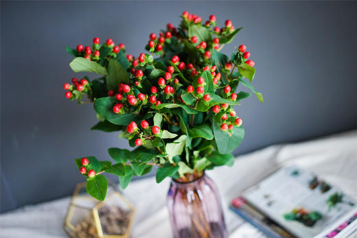 每周一花【火龙珠】又名红豆