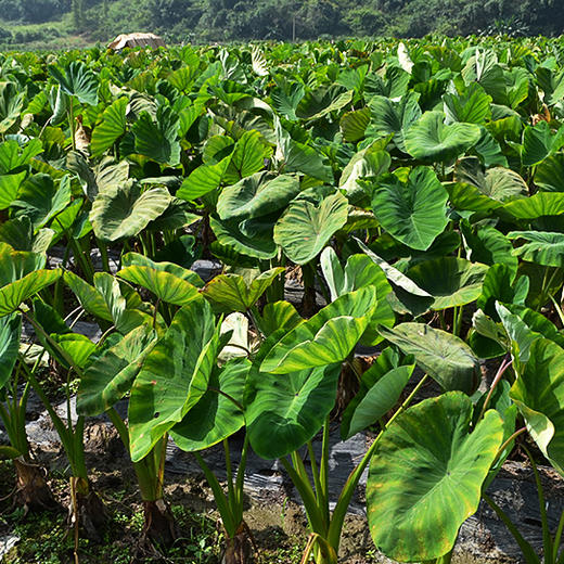 广西荔浦芋头 皇室贡品 农家自种 新鲜现挖广西特产 槟榔香芋5斤装 商品图3