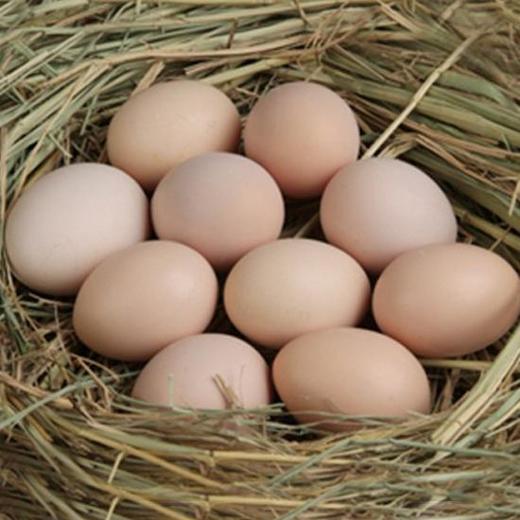 东滩绿港散养草鸡蛋30枚