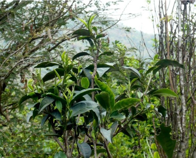 最后8筐〕有钱也喝不上的【曼松】贡茶,甜美似蜜,高贵如帝!