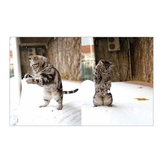 观复猫：博物馆的猫馆长 中信出版社图书 正版书籍 商品图2