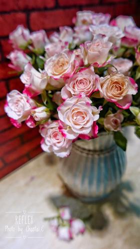 【昆明玫瑰】国产多头折射 10支/扎  A级