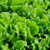 彩虹雨  有机蔬菜 意大利奶油生菜250g 欧盟认证 全国满额包邮 商品缩略图3