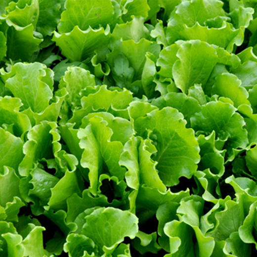 彩虹雨  有机蔬菜 意大利奶油生菜250g 欧盟认证 全国满额包邮 商品图3