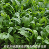 彩虹雨农场 新鲜生态蔬菜 芝麻菜100g  全国发货满额包邮 商品缩略图2
