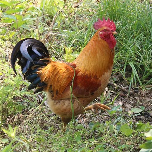 【顺丰包邮】余杭竹林线鸡 杀白冷鲜 g20供应商出品