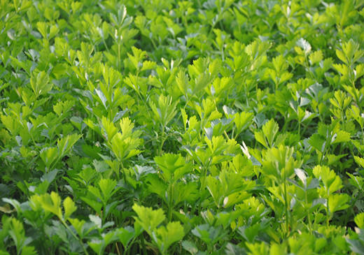 全国发货满额包邮 新鲜有机蔬菜 香芹250g欧盟认证 彩虹雨农场 商品图2