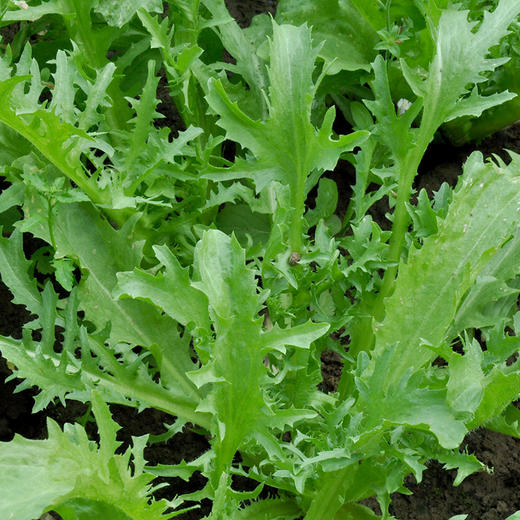 有机蔬菜 苦菊250g  欧盟认证新鲜青菜蔬菜 全国发货满额包邮 商品图4