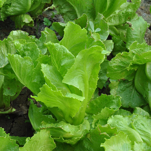 彩虹雨  有机蔬菜 意大利奶油生菜250g 欧盟认证 全国满额包邮 商品图2