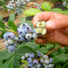 【厂商直发】青岛泊里有机蓝莓  头茬鲜果 4盒/6盒 /8盒有机认证 包邮 商品缩略图3