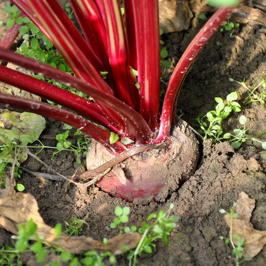 彩虹雨有机农场 有机蔬菜 红根甜菜 甜菜根500g欧盟认证 商品图4