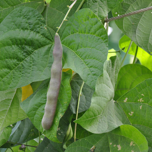 彩虹雨新鲜青菜蔬菜东北油豆角250g欧盟认证京津冀满百包邮 商品图3