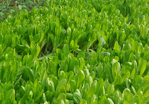 全国满额包邮  有机蔬菜 直立罗马生菜250g欧盟认证彩虹雨农场 商品图3