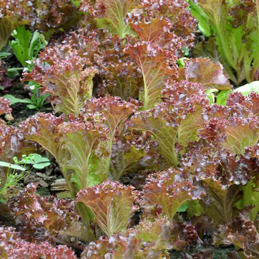 全国满额包邮 有机蔬菜 紫叶散叶生菜250g欧盟认证 彩虹雨 新鲜青菜蔬菜 商品图5