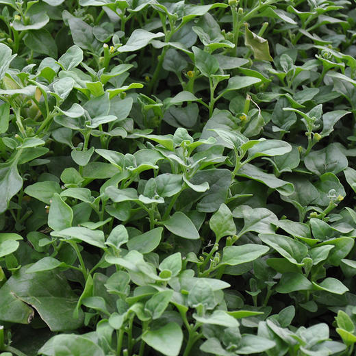 彩虹雨 北京农场配送 生态蔬菜 番杏250g  京津冀满百包邮 商品图3