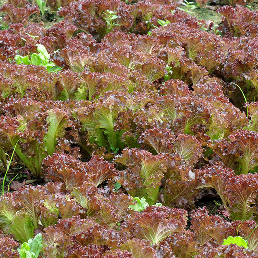 全国满额包邮 有机蔬菜 紫叶散叶生菜250g欧盟认证 彩虹雨 新鲜青菜蔬菜 商品图4