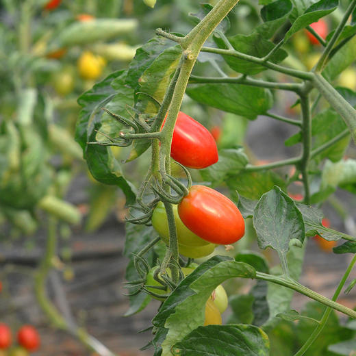 有机蔬菜水果千禧红圣女果250g小番茄樱桃番茄全国满额包邮
