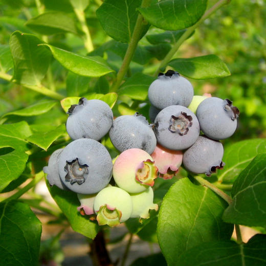 新鲜 有机泊里蓝莓 125g 头茬鲜果  有机认证 京津冀满百包邮 商品图3