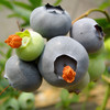 【厂商直发】青岛泊里有机蓝莓  头茬鲜果 4盒/6盒 /8盒有机认证 包邮 商品缩略图2