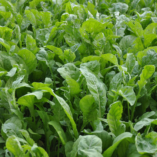 彩虹雨农场 新鲜生态蔬菜 芝麻菜100g  全国发货满额包邮 商品图1