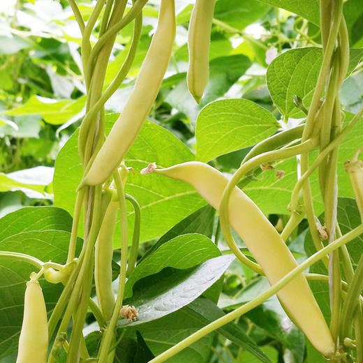 彩虹雨 新鲜青菜 有机蔬菜 黄金勾豆角250g  京津冀满百包邮 商品图2