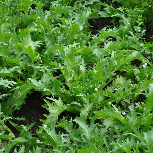 有机蔬菜 苦菊250g  欧盟认证新鲜青菜蔬菜 全国发货满额包邮 商品图2