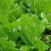 彩虹雨  有机蔬菜 意大利奶油生菜250g 欧盟认证 全国满额包邮 商品缩略图4