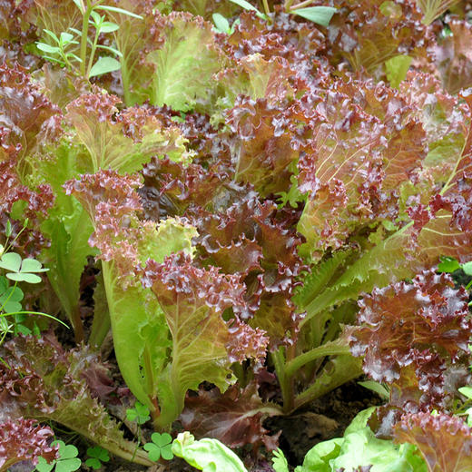 全国满额包邮 有机蔬菜 紫叶散叶生菜250g欧盟认证 彩虹雨 新鲜青菜蔬菜 商品图2