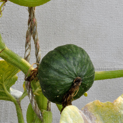 彩虹雨 新鲜有机蔬菜 绿贝贝南瓜500g 商品图4