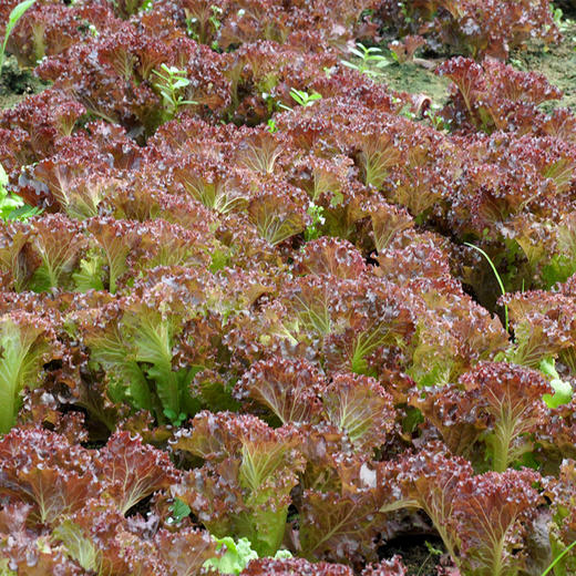 全国满额包邮 有机蔬菜 紫叶散叶生菜250g欧盟认证 彩虹雨 新鲜青菜蔬菜 商品图3