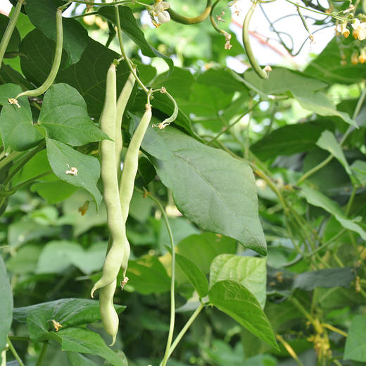彩虹雨 新鲜有机蔬菜 白不老架豆角 250g 欧盟认证京津冀满百包邮 商品图3