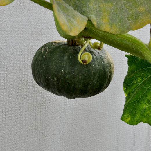 彩虹雨 新鲜有机蔬菜 绿贝贝南瓜500g 商品图3