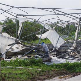 灾后消费筹款 | 有机蔬菜年份额