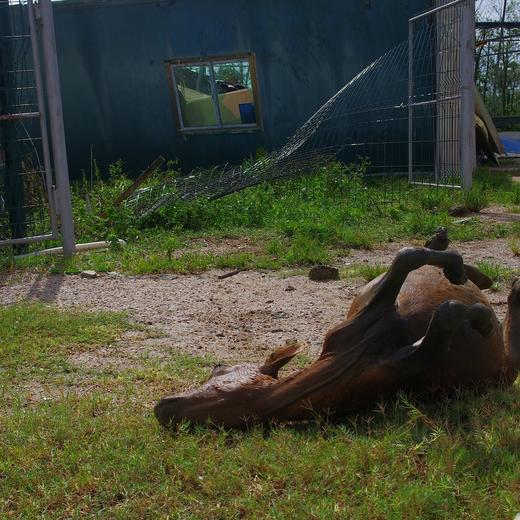 灾后消费筹款 | 有机蔬菜年份额 商品图1