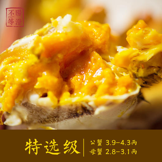 【阳澄不等】 2025
正宗阳澄湖大闸蟹 米其林餐厅之选 蟹卡现货/实物现货 商品图3