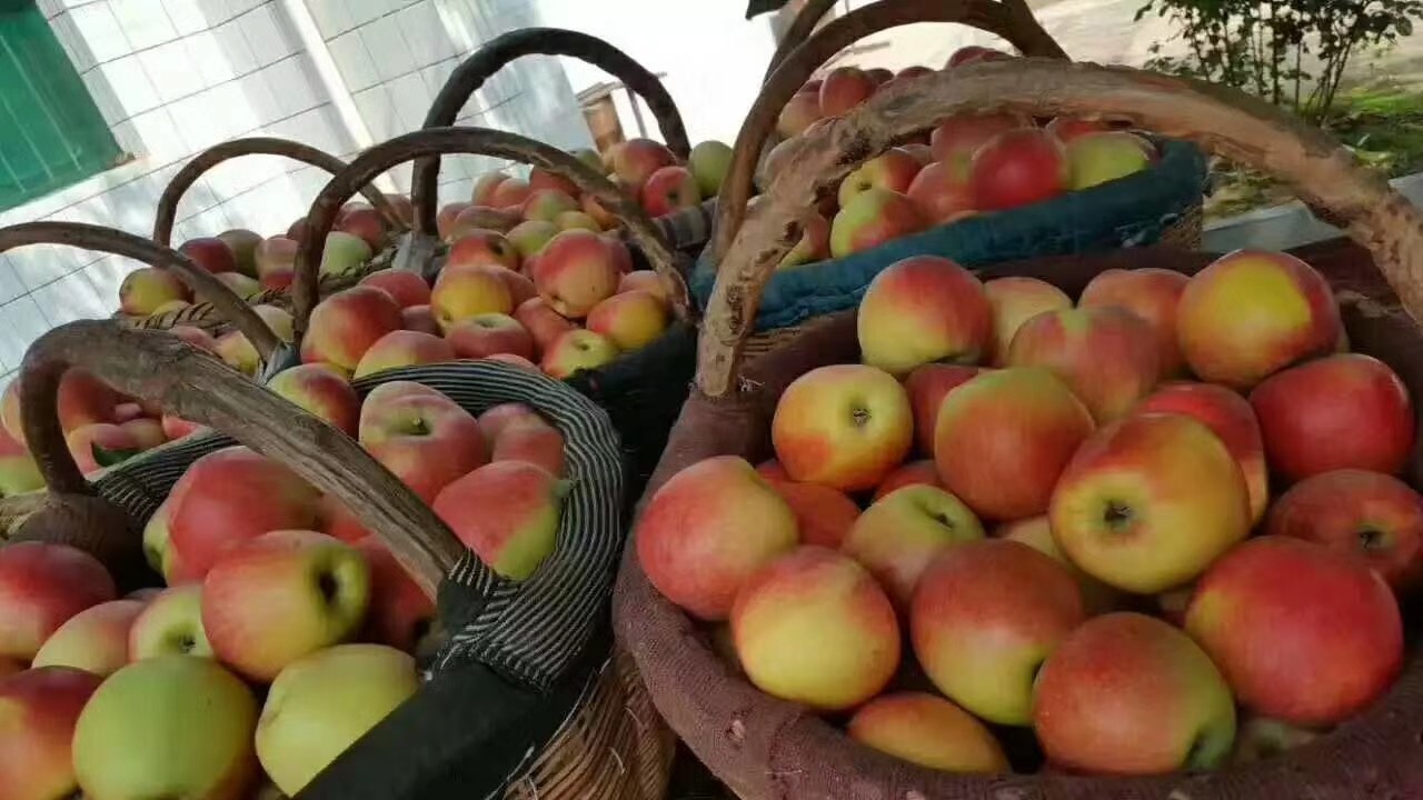 陕西彬县高原 早熟嘎啦苹果 10斤装