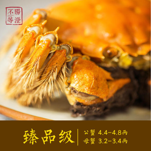 【阳澄不等】 2025
正宗阳澄湖大闸蟹 米其林餐厅之选 蟹卡现货/实物现货 商品图4