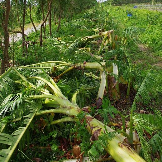 灾后消费筹款 | 生态粮食年份额 商品图2