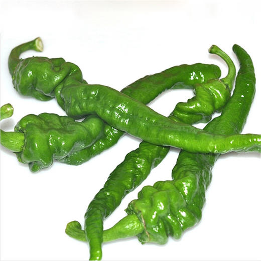 新鲜螺丝椒青辣椒蔬菜