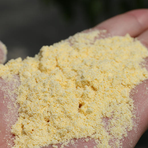 【山区杂粮】农家新磨玉米面  传统磨制  口感细腻香甜  棒子面  500g 商品图5