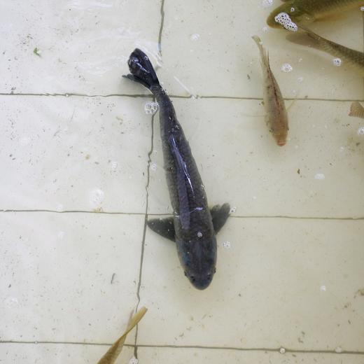 生态大青鱼（黑鲩 ）| 绿家自产 * Eco- black carp | Self-production 商品图1