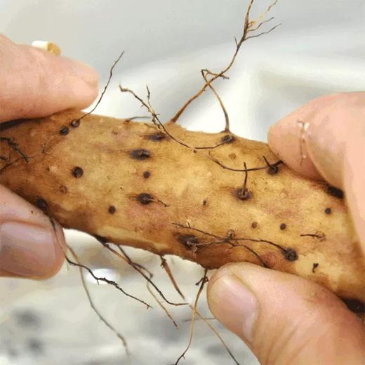 【正宗·垆土地山药】一个产区只种两亩地的有机珍品山药。焦作黄金垆土地山药，滋补珍品，美味健康！包装精美！口感好，营养高， 商品图1