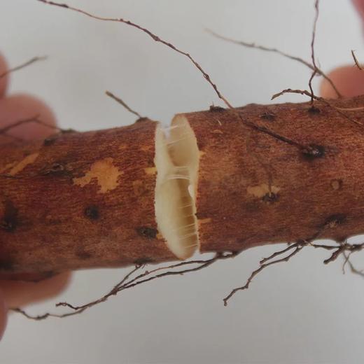 【正宗·垆土地山药】一个产区只种两亩地的有机珍品山药。焦作黄金垆土地山药，滋补珍品，美味健康！包装精美！口感好，营养高， 商品图3