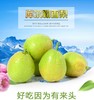 【新库尔勒香蜜梨】如清泉般甘洌，如蜂蜜般香甜，就是这个味！ 商品缩略图6