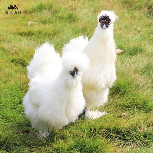 【泰和有机乌鸡蛋】30枚 30000平米林间自然散养，限量供应 商品图2