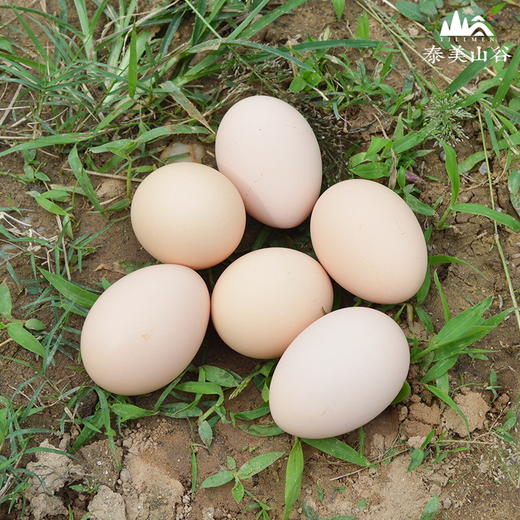 【泰和有机乌鸡蛋】30枚 30000平米林间自然散养，限量供应 商品图5