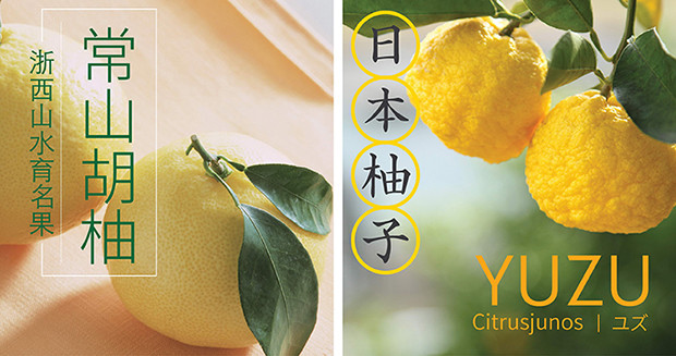 柚香谷双柚酵素汁常山胡柚日本香柚原汁原酿饮料