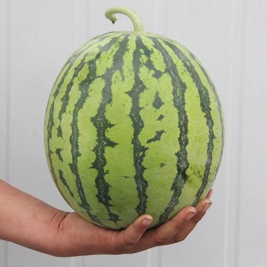 【好吃的沙地麒麟瓜】超甜，秒海南麒麟瓜代表作（几乎无籽！），风靡江浙沪麒麟瓜！全面口感稳定如一！不怕再踩麒麟的雷 商品图0