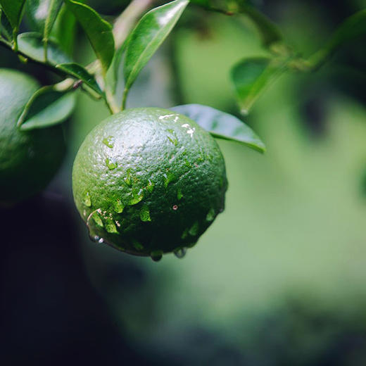 菜菜家柑普茶|生晒出来的小青柑，清醇甘香 商品图3